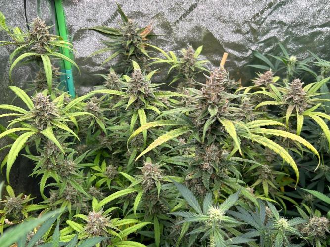 RQS x OSSC. Week 12