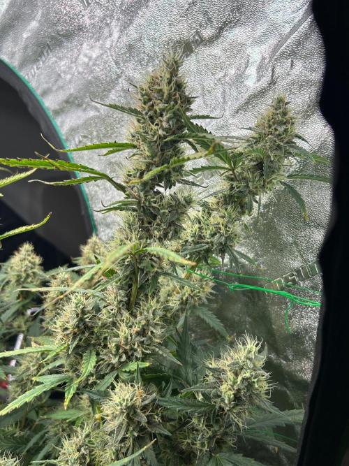 RQS x OSSC. Week 12