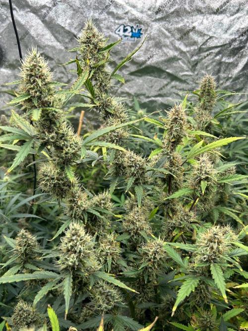 RQS x OSSC. Week 12