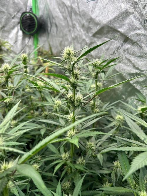 PBB Auto. Week 8