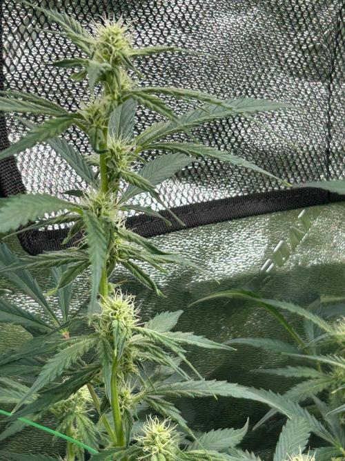 Grapefruity. Week 8
