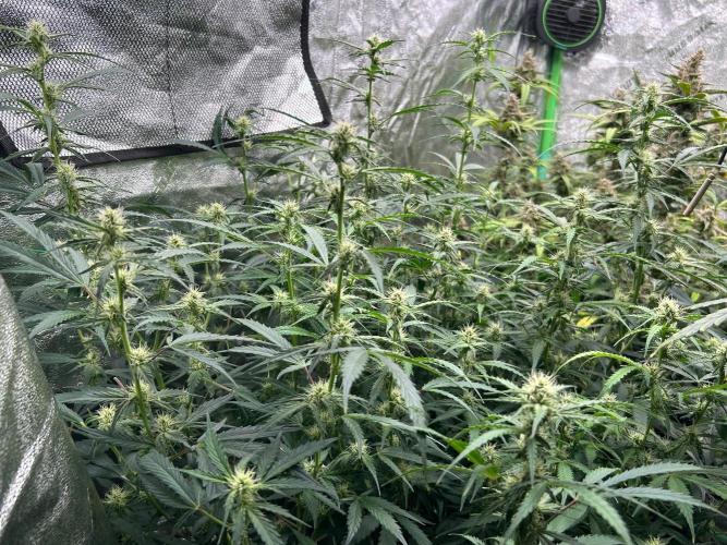 Grapefruity. Week 8
