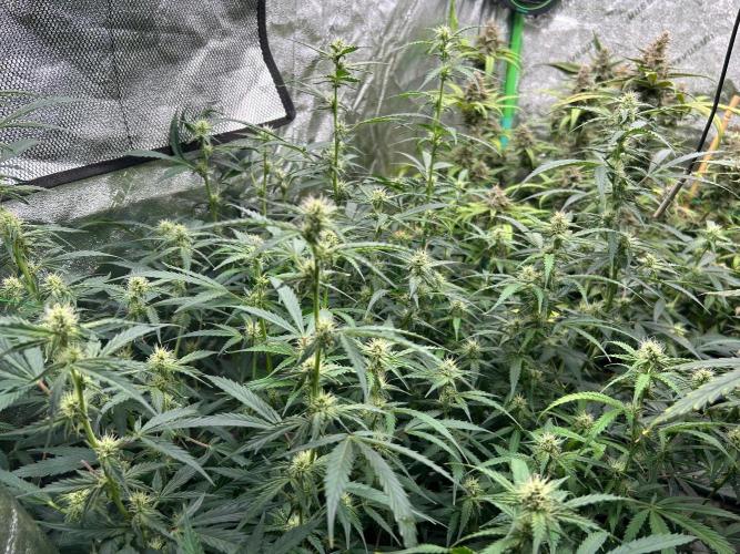 Grapefruity. Week 8