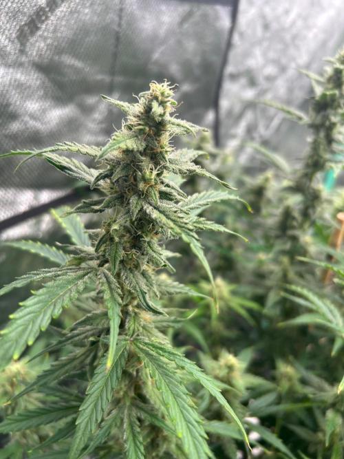 Grapefruity. Week 9