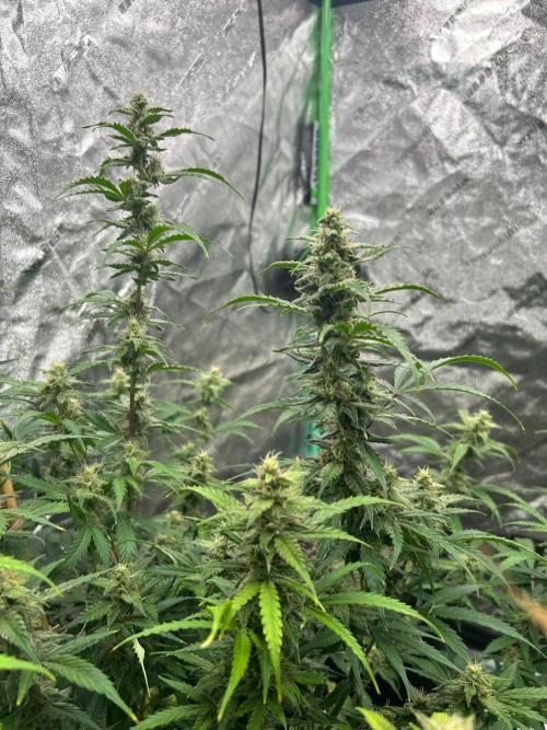 Grapefruity. Week 9