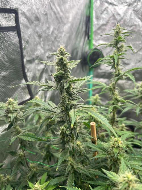 Grapefruity. Week 9