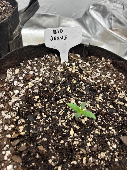 I’m like a virgin losing a child. Week 0