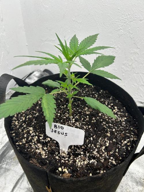 Bio-Jesus Auto. Week 3