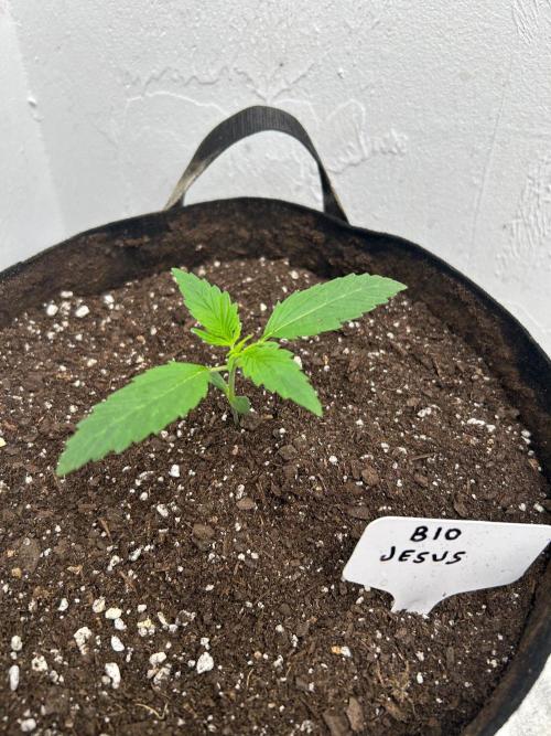 I’m like a virgin losing a child. Week 0