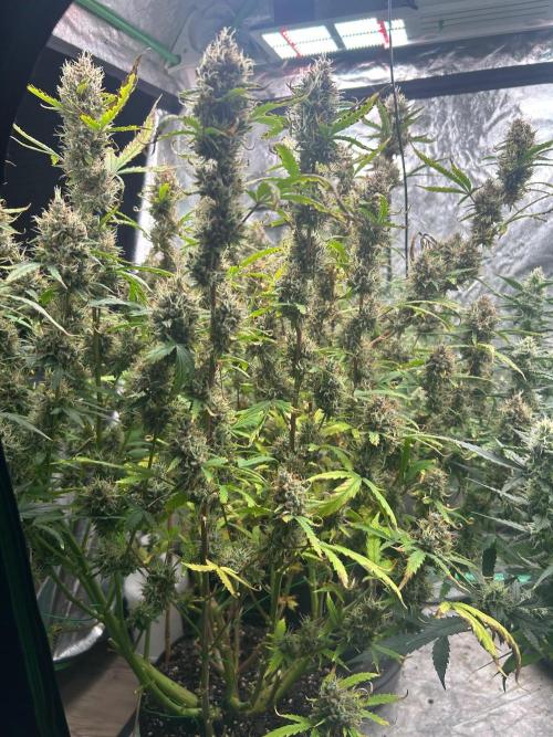RQS x OSSC. Week 13
