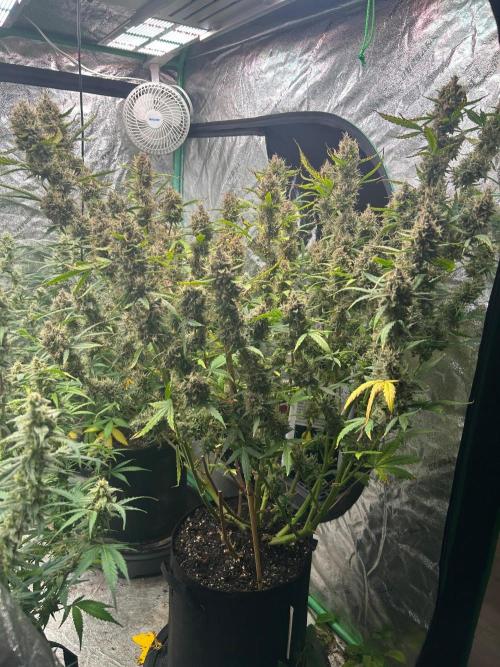 RQS x OSSC. Week 13