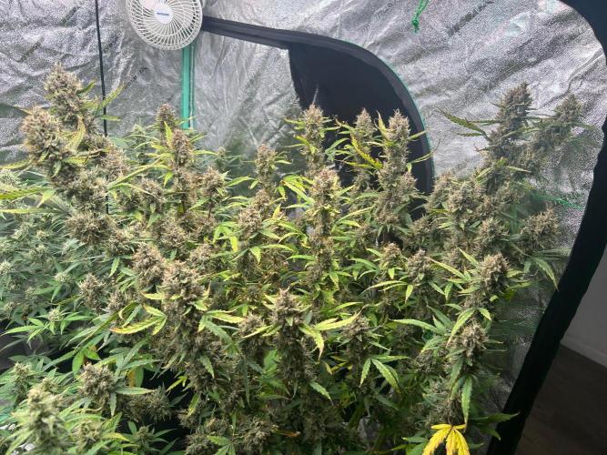 RQS x OSSC. Week 13