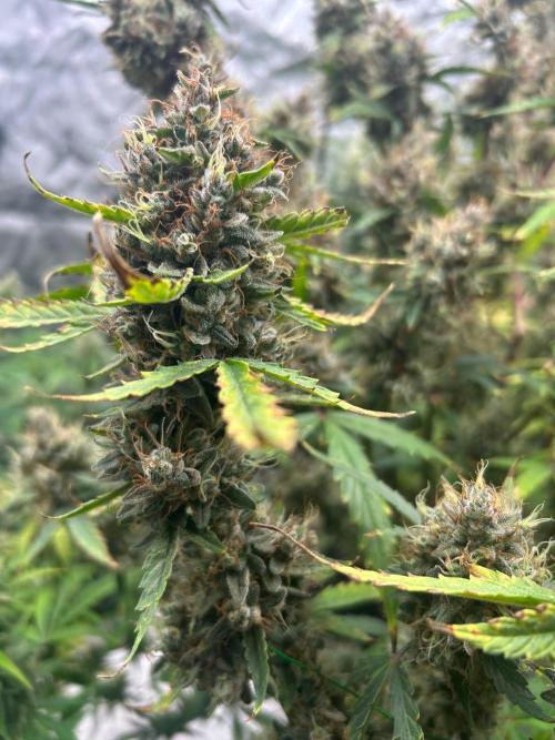 RQS x OSSC. Week 13