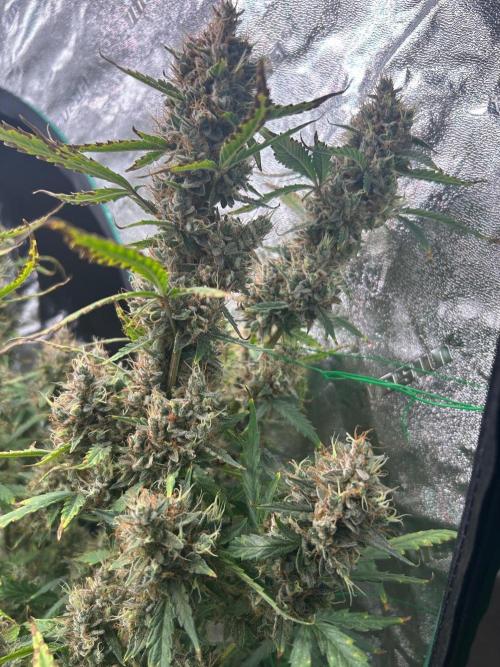 RQS x OSSC. Week 13