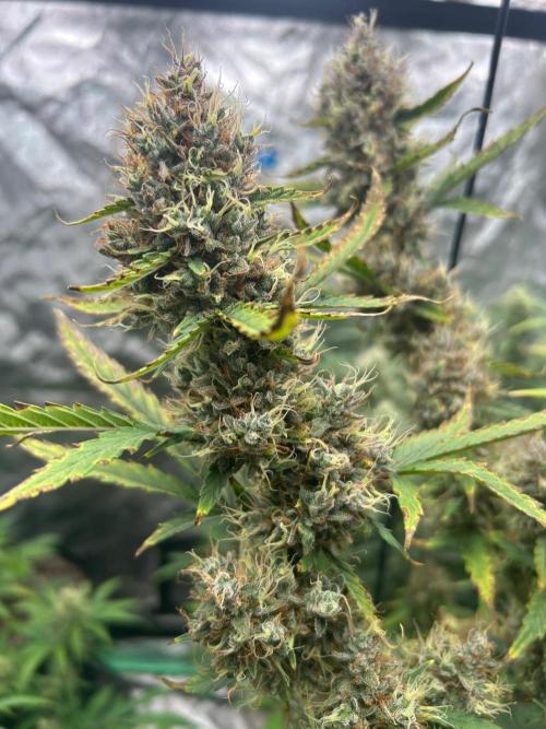RQS x OSSC. Week 13
