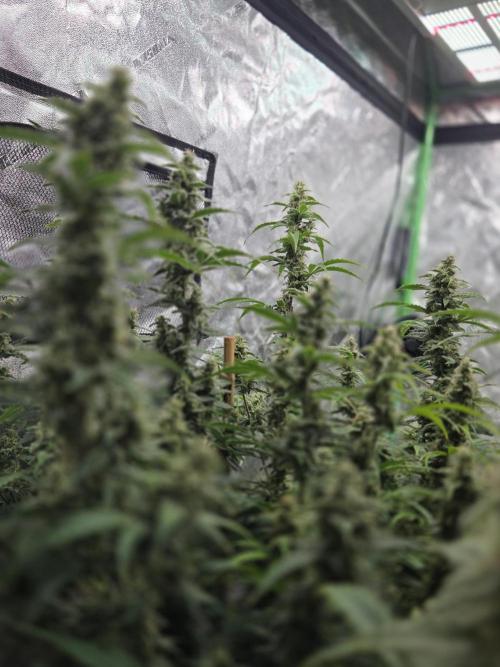 Grapefruity. Week 10