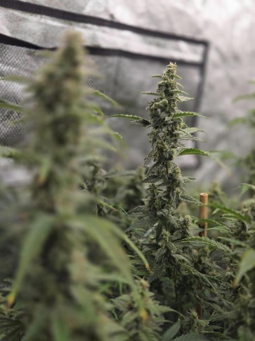 Grapefruity. Week 10