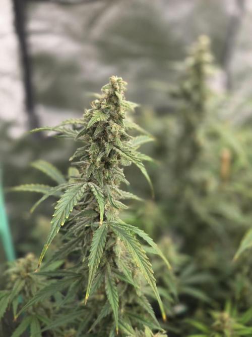 Grapefruity. Week 10