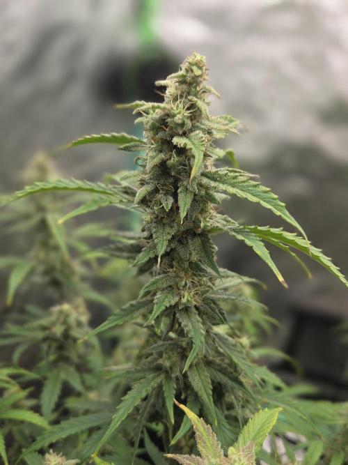 Grapefruit Auto. Week 10