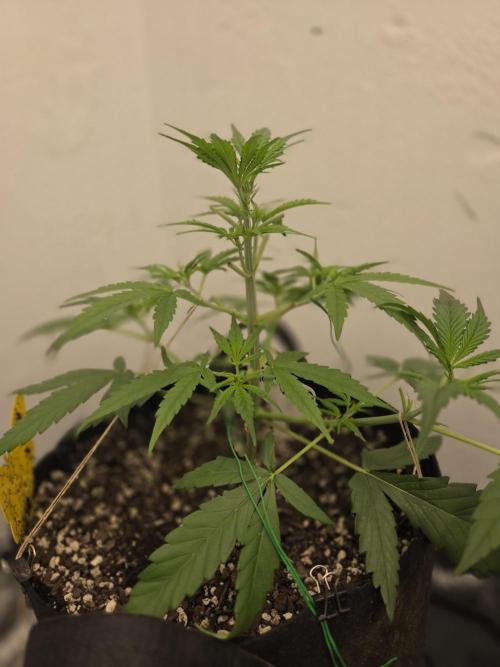 I’m like a virgin losing a child. Week 4