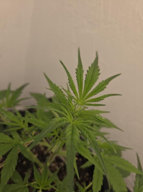 I’m like a virgin losing a child. Week 4
