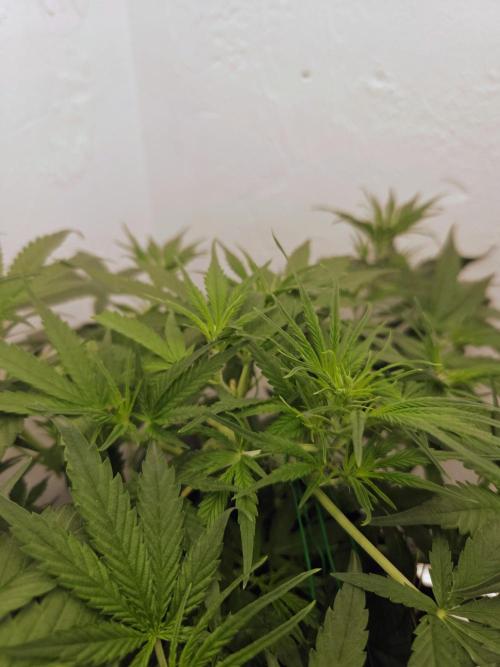 I’m like a virgin losing a child. Week 5