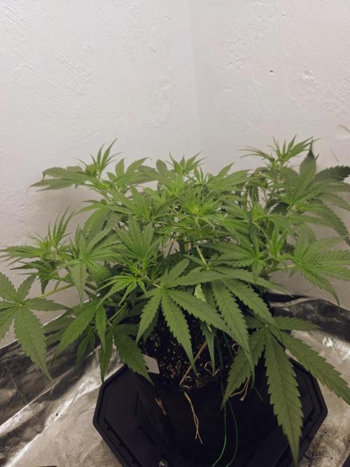 I’m like a virgin losing a child. Week 5
