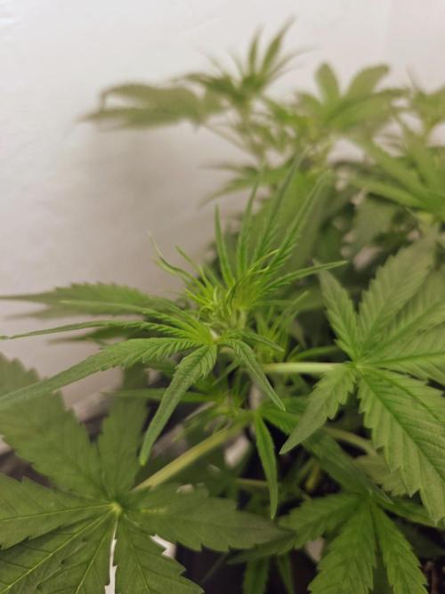 I’m like a virgin losing a child. Week 5
