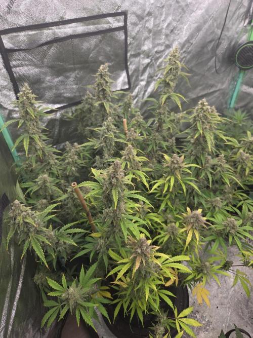 Grapefruity. Week 11