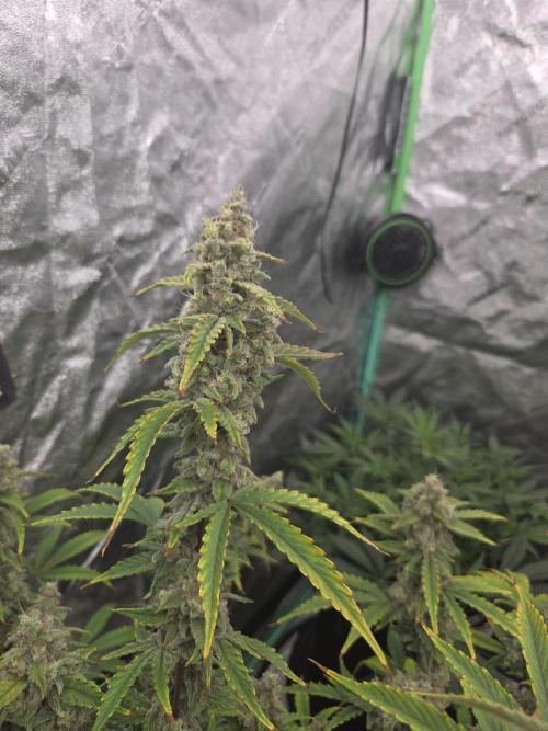 Grapefruity. Week 11