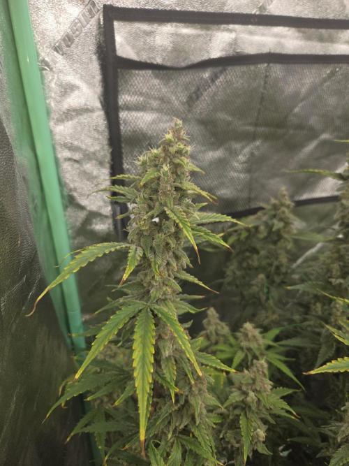 Grapefruity. Week 11