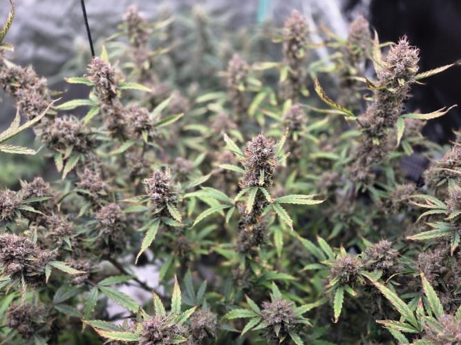 RQS x OSSC. Week 14