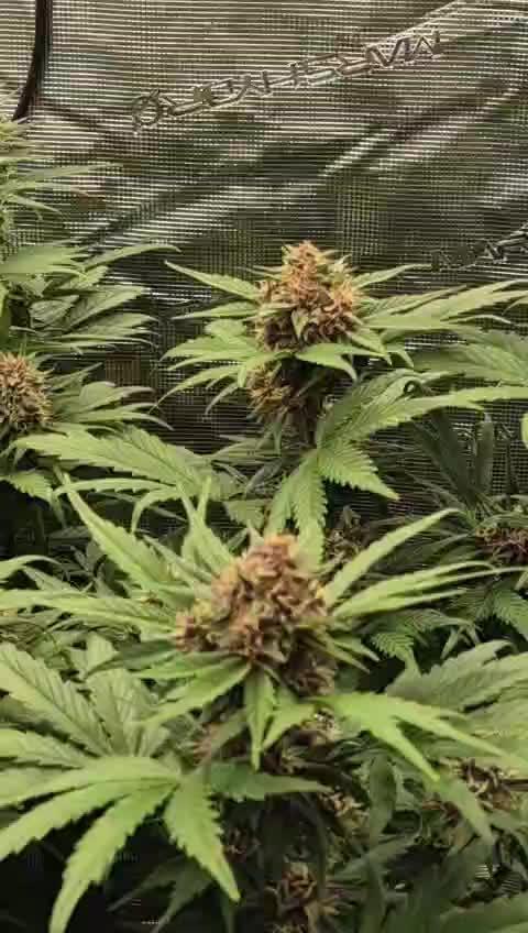 Mein 2. Indoor grow