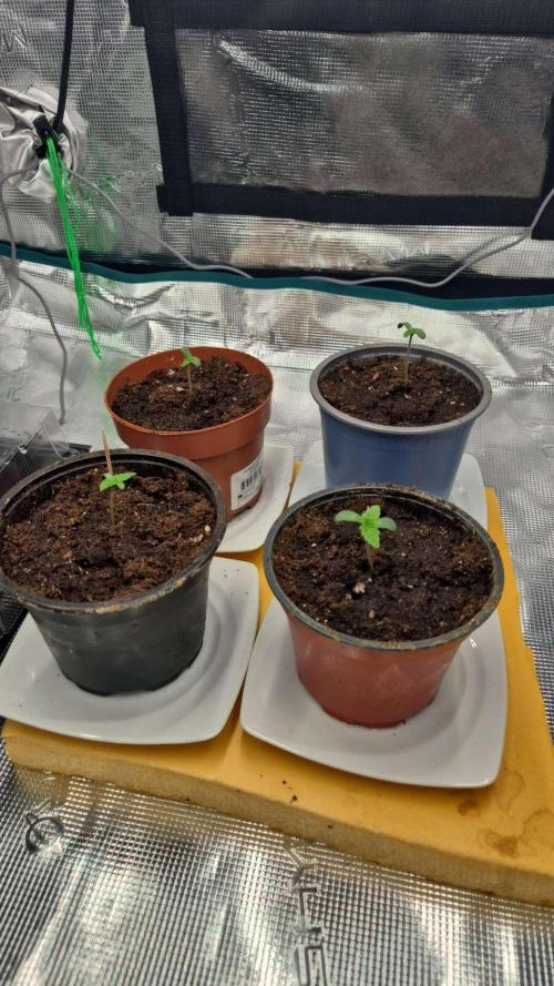 3. Indoor grow. Week 3 - 2. Week