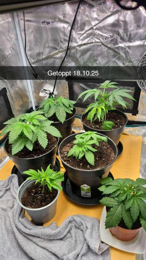 3. Indoor grow. Week 3 - 3. Week