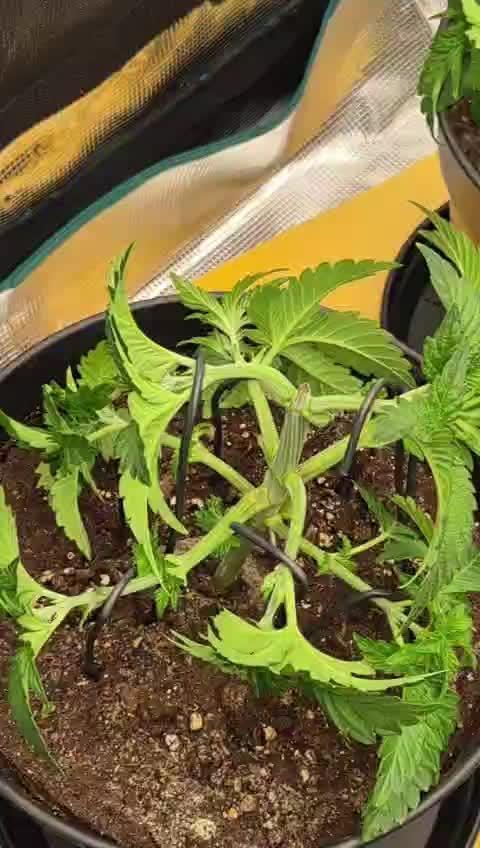 3. Indoor grow