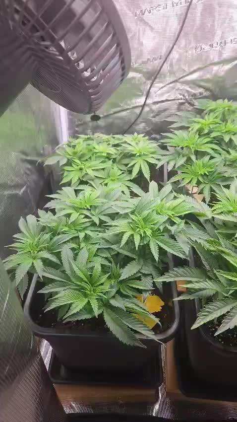 3. Indoor grow
