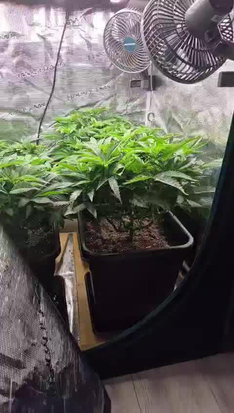 3. Indoor grow