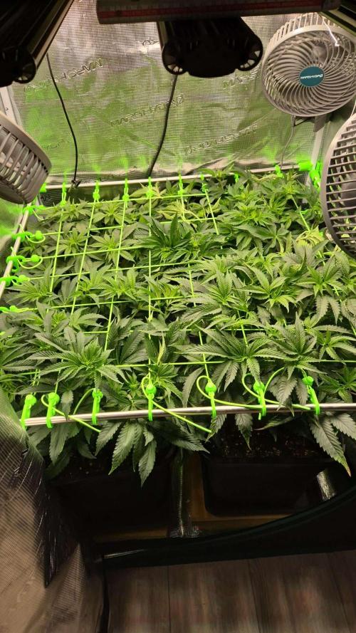 3. Indoor grow. Week 2 - Das scrog Netz sitzt,
der stretch hat ordentlich zugelegt 