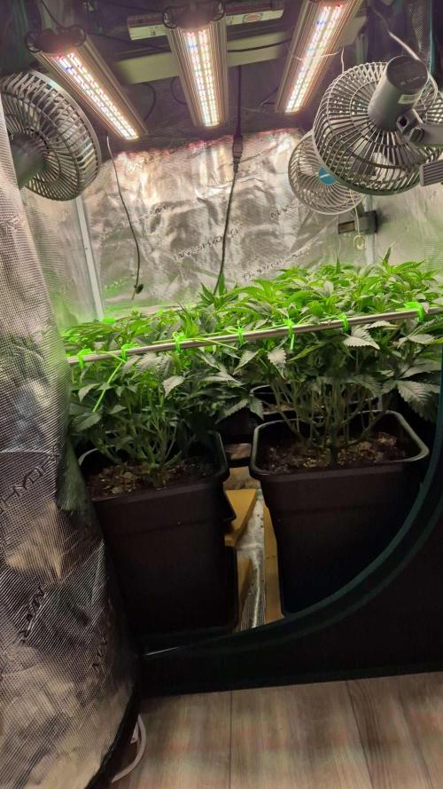 3. Indoor grow. Week 2 - Passt 