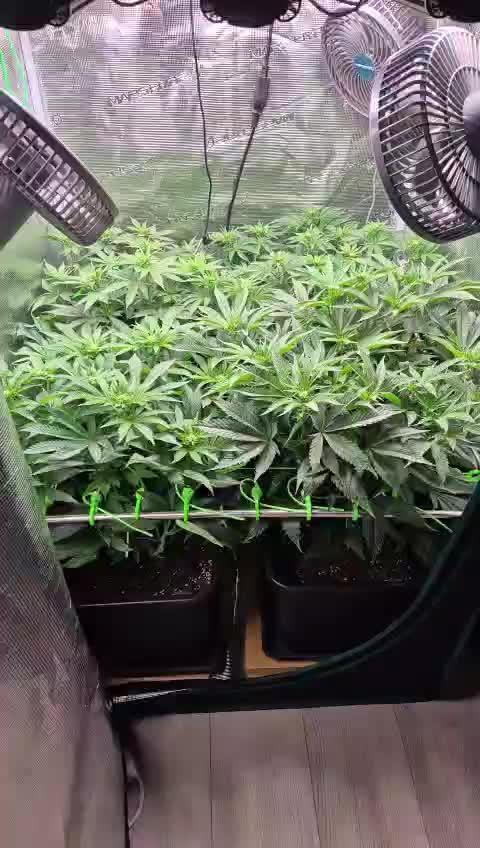 3. Indoor grow