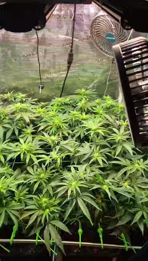 3. Indoor grow