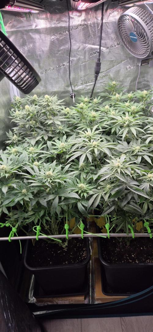 3. Indoor grow. Week 8 - Woche 4 der Blüte, der stretch ist vorbei und die Blüten fangen an zu wachsen 