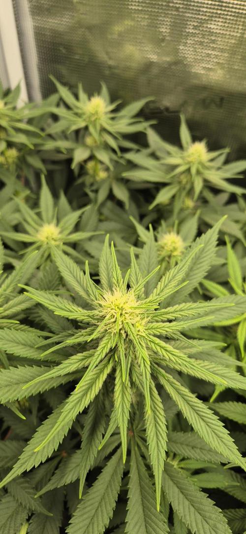 3. Indoor grow. Week 8