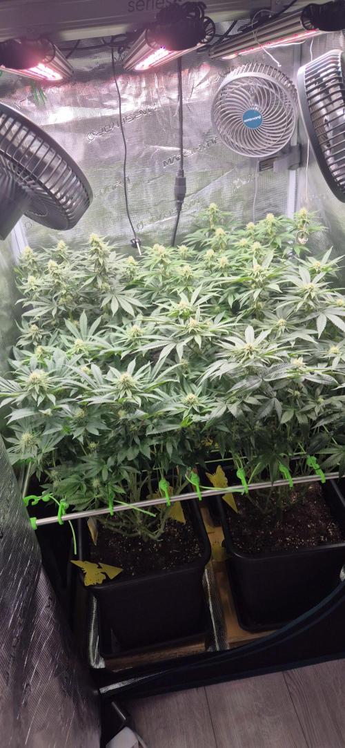 3. Indoor grow. Week 9 - Hinten L: Cookie casket 
Hinten R und vorne L: Super Silver Haze vorne R: Weddin