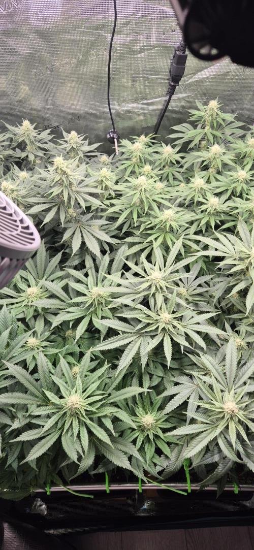 3. Indoor grow. Week 9 - Der Geruch kommt, Ende Blütenwoche 4 😎