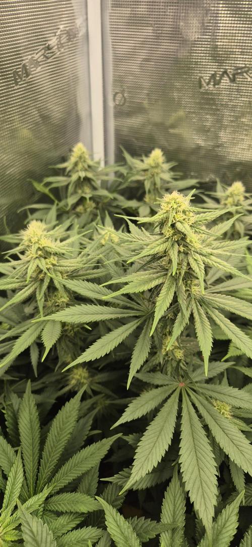 3. Indoor grow. Week 9 - Die Blüten wachsen 😍
Cookie casket 