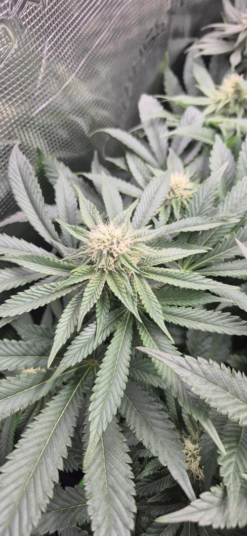 3. Indoor grow. Week 9 - Super Silver Haze 