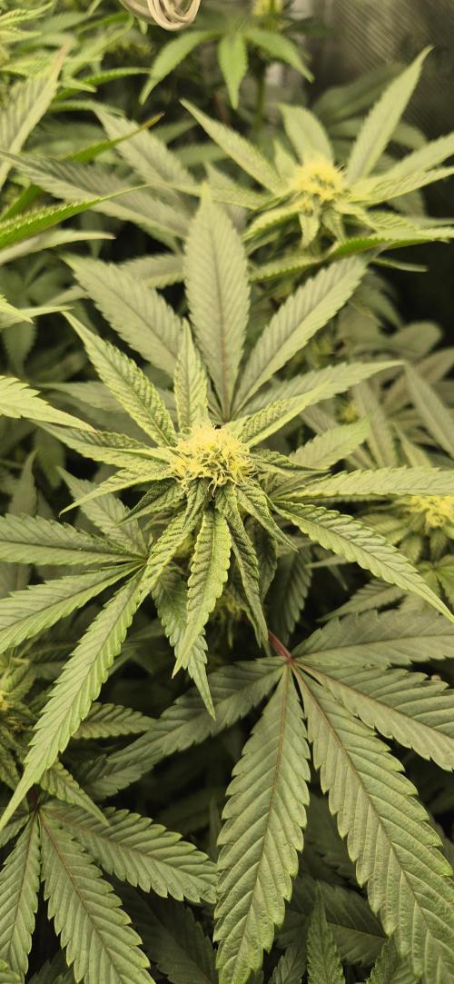 3. Indoor grow. Week 9 - Wedding cake 