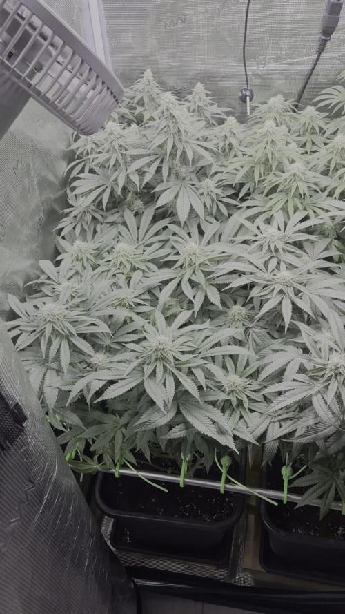 3. Indoor grow
